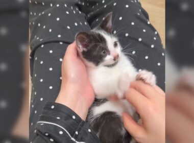 「エンドレスバンザイコネコチャン」子猫の時期にしかできないあの遊びをやってくれる動画で可愛いしか言えなくなる - Togetter