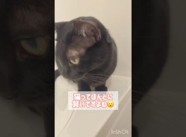 イタズラ黒猫ボンベイ　#cat #ねこ #ねこのいる生活 #ねこ動画 #ねこのいる暮らし #猫 #猫好きさんと繋がりたい #かわいい #癒やし #甘えん坊