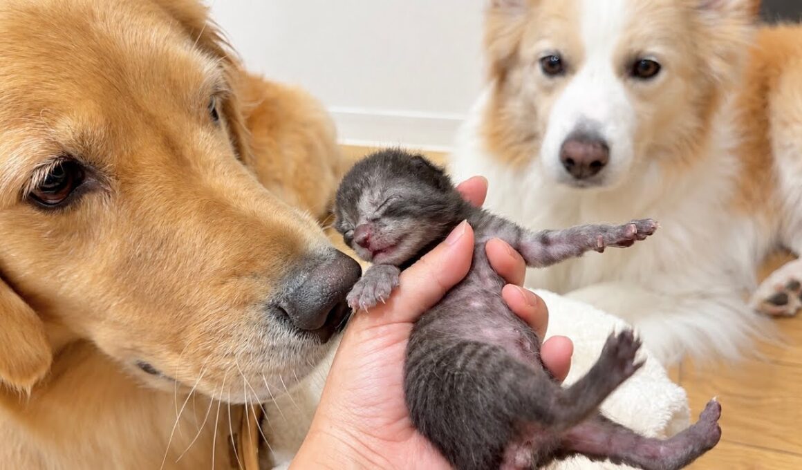 子猫が愛おしすぎて、片時も離れたくない大型犬...【ゴールデンレトリバー・ボーダーコリー】