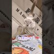 まだ抱っこが足りない甘えん坊猫、ジャンプした直後に…🐾