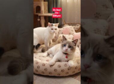 😂 Ek Bed… Do Billiyan… Aur lucy Ka Faisla! 😹  #GoluLucy #CatShorts #funny_cats #funny_videos