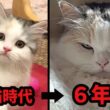 【猫の成長記録】どうしてこうなった…