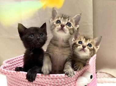 生後33日 猫じゃらし初心者の子猫たち【かのこ日記】      / Kittens fascinated by their very first cat teaser