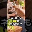猫にも嫉妬はある？飼い主が他の猫を可愛がると…