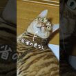 ジャイアン猫現る｜トイガー&ラグドール　#トイガー #ラグドール #catshorts　#猫のいる暮らし #catfunny #大型猫