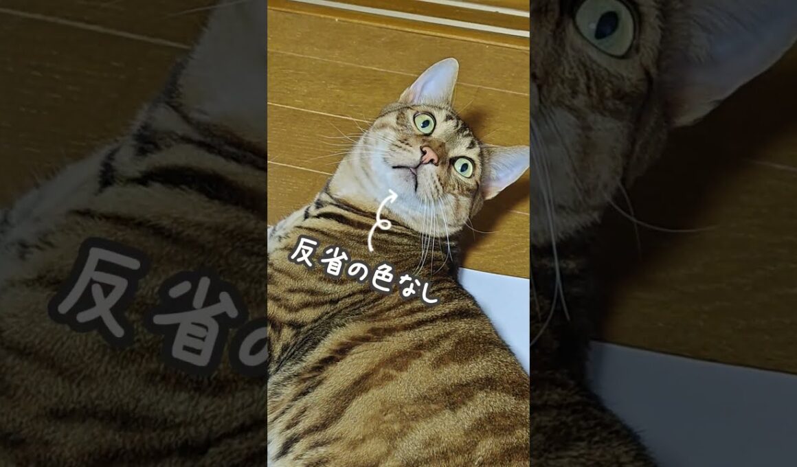 ジャイアン猫現る｜トイガー&ラグドール　#トイガー #ラグドール #catshorts　#猫のいる暮らし #catfunny #大型猫