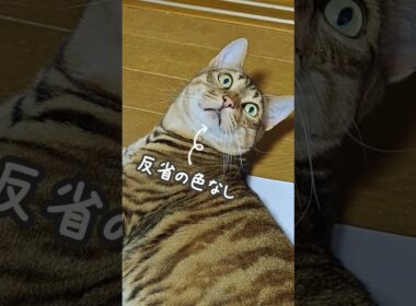 ジャイアン猫現る｜トイガー&ラグドール　#トイガー #ラグドール #catshorts　#猫のいる暮らし #catfunny #大型猫
