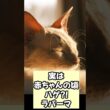 【癒やし】生まれると毛がない！？ラパーマの甘えん坊ギャップに悶絶 #猫  #shorts  #ラパーマ  #癒やし動画