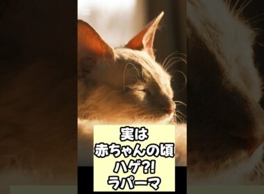 【癒やし】生まれると毛がない！？ラパーマの甘えん坊ギャップに悶絶 #猫  #shorts  #ラパーマ  #癒やし動画