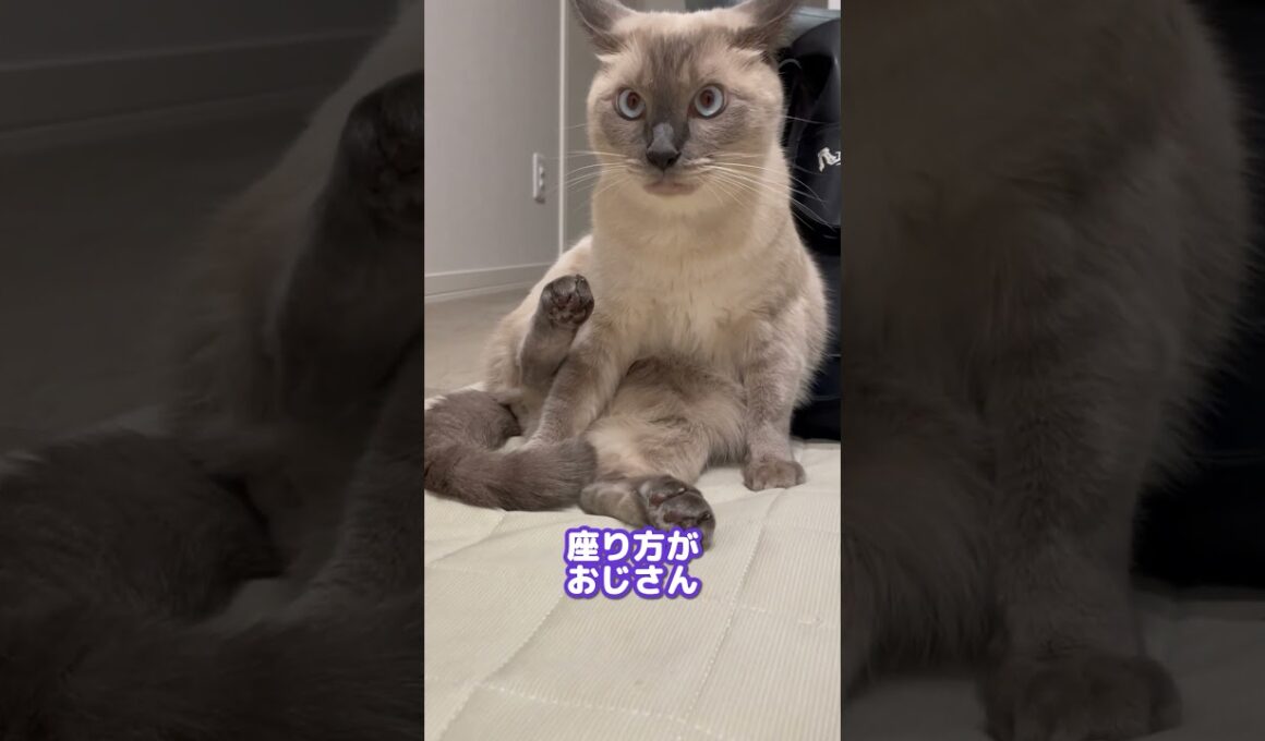 シャム猫と暮らすとこうなる【シャム猫あいす】 #猫 #cat #ねこ