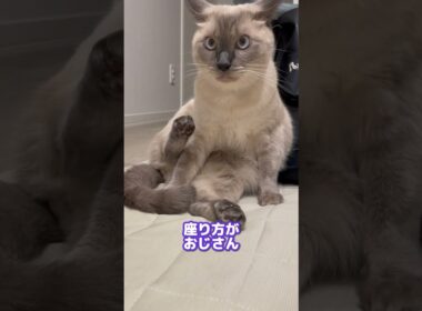 シャム猫と暮らすとこうなる【シャム猫あいす】 #猫 #cat #ねこ