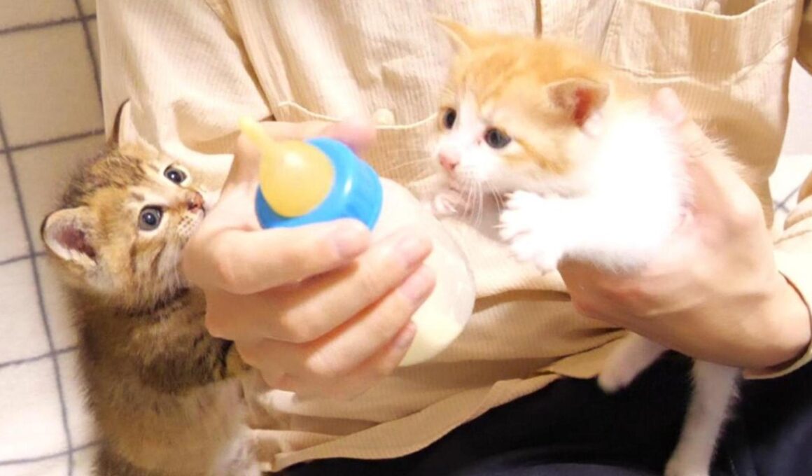 ミルク飲みたい！と大騒ぎする子猫達がかわい過ぎて笑っちゃいました【赤ちゃん猫　保護猫】【字幕付き】