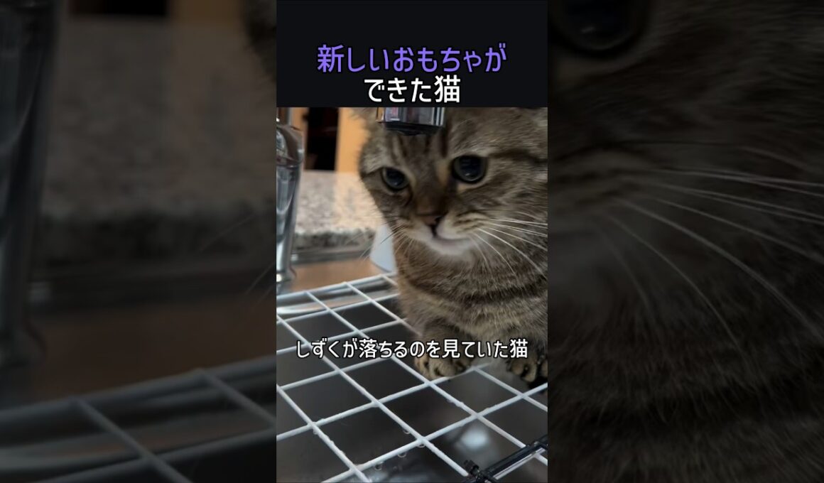 新しいおもちゃができた猫
