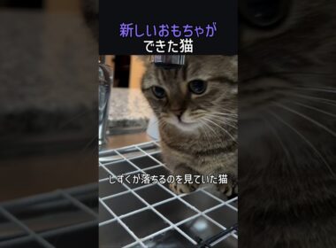 新しいおもちゃができた猫