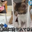 【子猫保護】台風で流されて来た母猫とはぐれた子猫！新たな家族と遭遇した結果が意外でした
