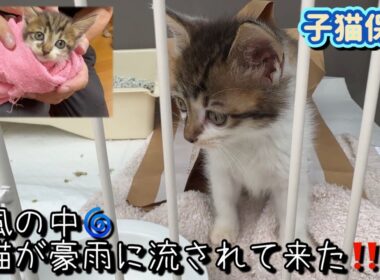 【子猫保護】台風で流されて来た母猫とはぐれた子猫！新たな家族と遭遇した結果が意外でした