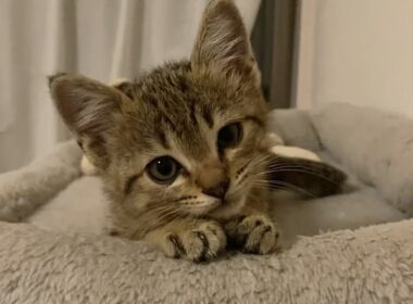 まだ子猫感満載の頃