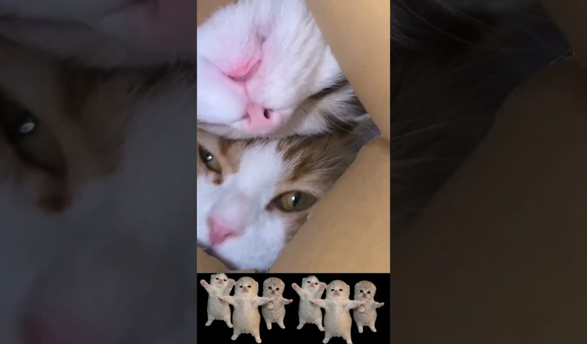 覗き込む猫#猫ミーム #memes #マンチカン #スコティッシュフォールド #cat #猫のいる暮らし #capcut