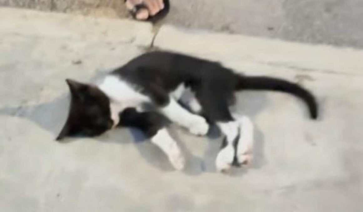車にはねられ道路の真ん中で動けなくなっていた子猫を救助　検査で骨盤骨折が判明し「手術に向けた治療」を開始 | LIMO | くらしとお金の経済メディア