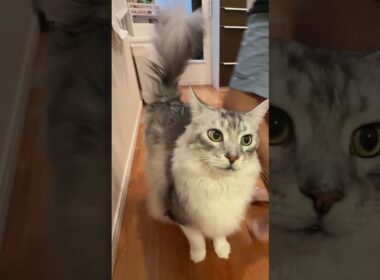 朝ご飯を待つおしゃべりな大型猫#shorts