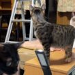 ネコジャラシするぞ、シャムのパンダ。気取ってたら、キジシロのルルが、スライディングで奪い