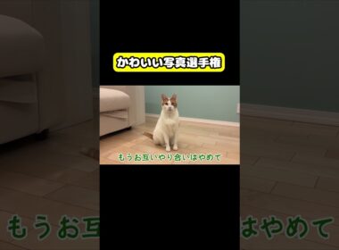 かわいい写真選手権　#猫 #おもしろ #アテレコ #ニャンチューバーつくし