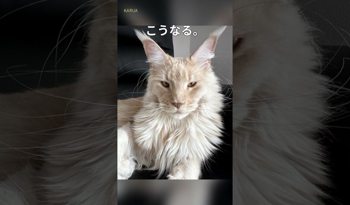 イケメン巨大猫のギャップがすごい🤣【メインクーン兄弟】