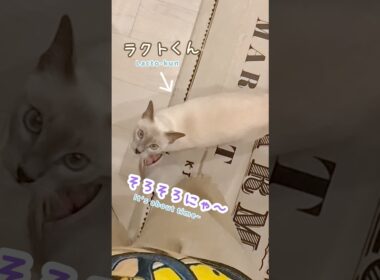 眠くなると抱っこしてほしくなる甘えん坊猫🐾💕