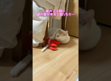 【隠し撮り】寝室に轟く謎のざりざり音 #猫 #ねこ #子猫