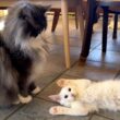 【楽しい💗】動きが気持ち悪い仔猫wwwノルウェージャンフォレストキャット、ターキッシュアンゴラ、メインクーン