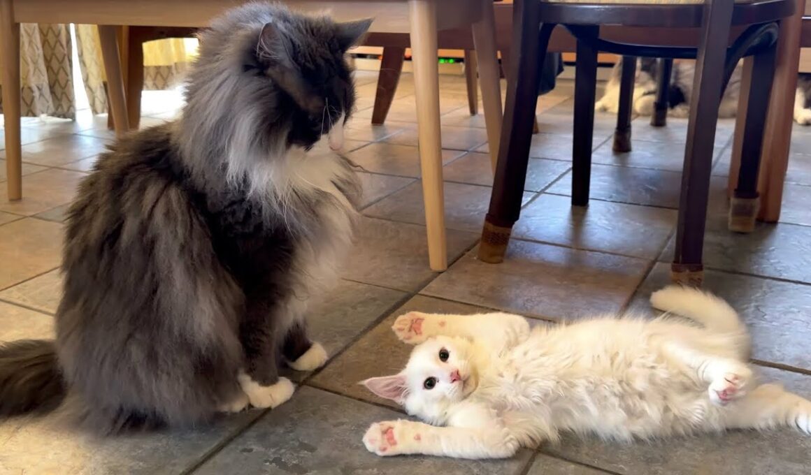 【楽しい💗】動きが気持ち悪い仔猫wwwノルウェージャンフォレストキャット、ターキッシュアンゴラ、メインクーン