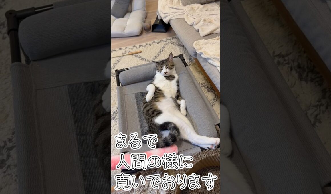 くつろぎ方はネコそれぞれ PART.4 #猫 #アビシニアン #キジシロ