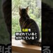 猫は名前を呼ばれていると分かってる？