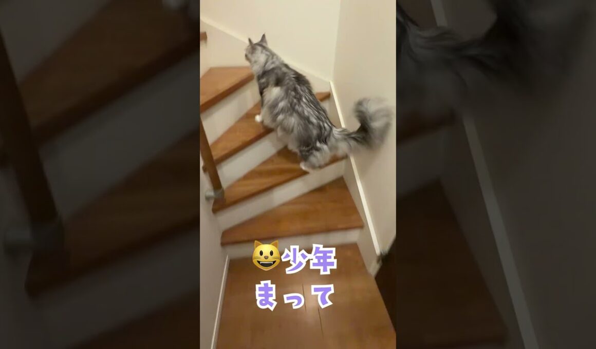 玄関で少年を待っていたおしゃべりな大型猫#shorts