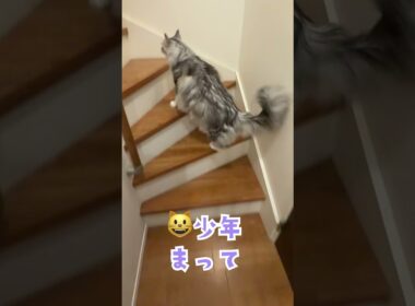 玄関で少年を待っていたおしゃべりな大型猫#shorts