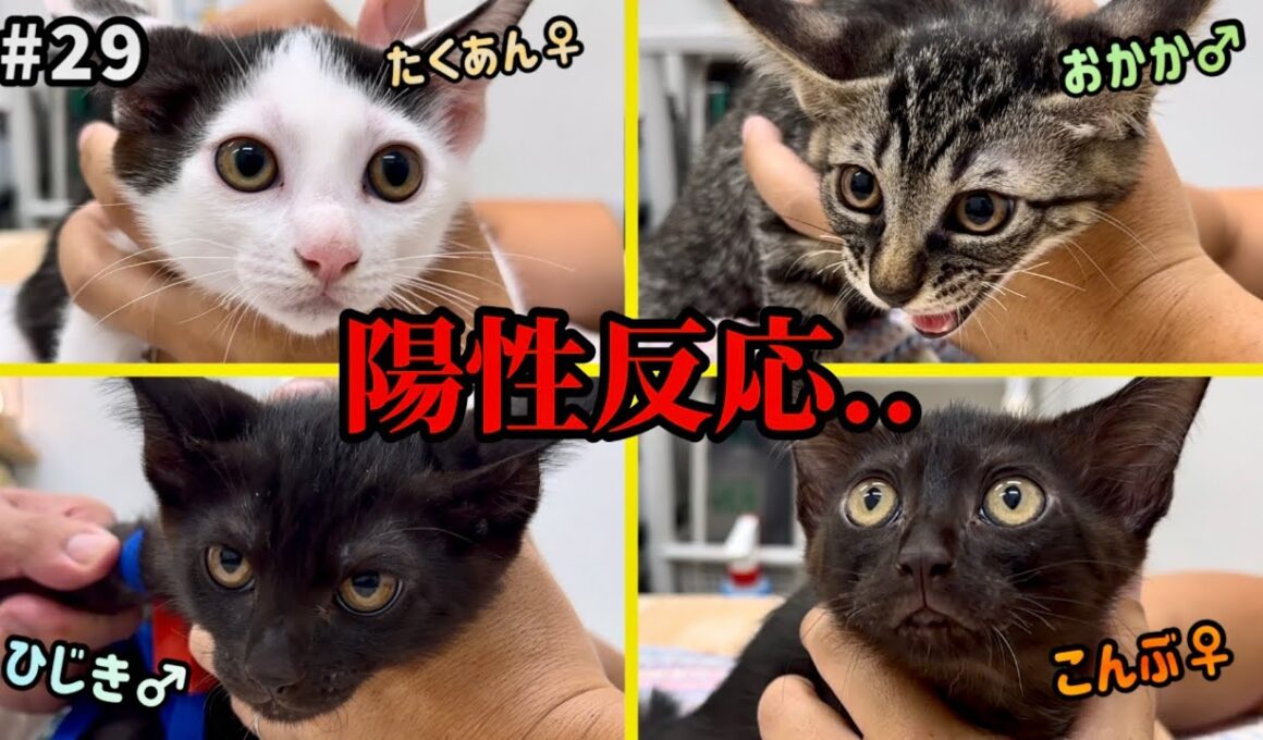 シェルターで産まれた子猫達…全員エイズ