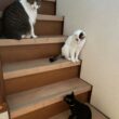 もう新しい猫は飼わない、と決めていたのに…愛猫をガンで亡くした夫婦が譲渡会へ参加した顛末　『猫のいる人生』試し読み | 試し読み | Book Bang －ブックバン－