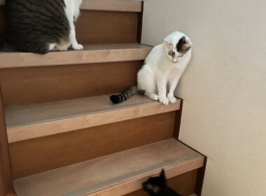 もう新しい猫は飼わない、と決めていたのに…愛猫をガンで亡くした夫婦が譲渡会へ参加した顛末　『猫のいる人生』試し読み | 試し読み | Book Bang －ブックバン－