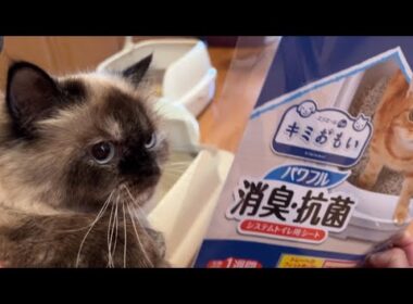 【日常】ヒマラヤン猫げんたとうずこの日常😼保護猫との暮らし🐈猫砂とトイレシート事情【エリエールキミおもい】