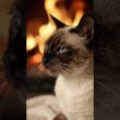 【癒し】暖炉の前でふみふみするシャム猫🐱