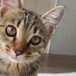 あんまり起きないと様子を見に来る子猫
