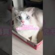 コストコで1番買ってよかったもの🐱#猫 #ラグドール #猫のいる暮らし #猫のいる生活 #コストコ