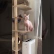 飛ばへんのかーいwな猫アレクサンドラ【スフィンクス】