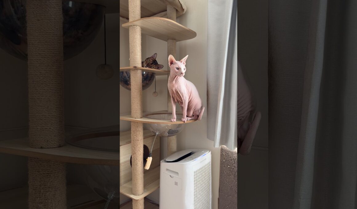 飛ばへんのかーいwな猫アレクサンドラ【スフィンクス】