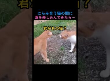 にらみ合う猫の間に蓋を差し込んでみたら… #shorts