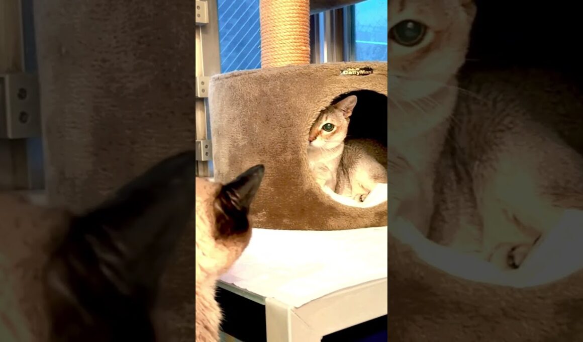 隠れながらコソッとたぬき猫に猫パンチを繰り出すシンガプーラなのにゃ♪ #cat #シンガプーラ #トンキニーズ#たぬき猫#singapura#tonkinese