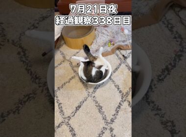 ハルのFIP闘病記 投薬治療終了! 経過観察338日目 #猫 #子猫 #キジシロ