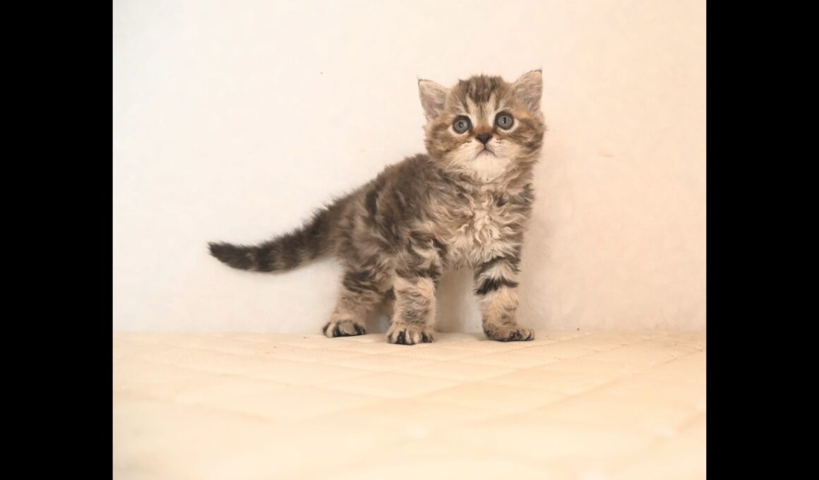 セルカークレックス子猫　Selkirk Rex　2026.9.6産まれ　ブラウンタビー　巻き毛　女の子　シーダキャット猫のお店
