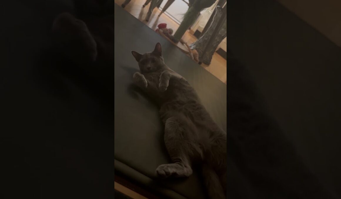 ファイティングポーズをとる猫【ロシアンブルーのちょんたん】#猫 #cat #shorts #shortvideo