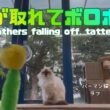 バーマン猫ラフとウリとガブ【羽が取れてボロボロ】Feathers falling off, tattered（バーマン猫）Birman/Cat